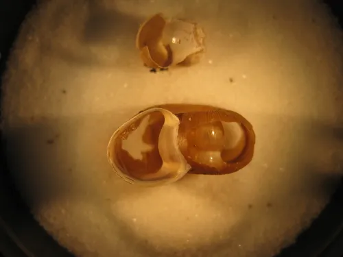 Rough Ramshorn