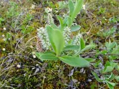 barren-ground willow thumbnail 1