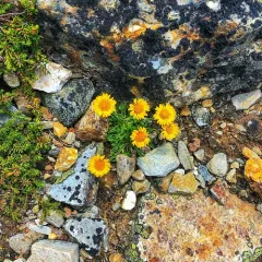 Alpine Yellow Fleabane thumbnail 2