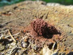Stemonitis axifera thumbnail 4