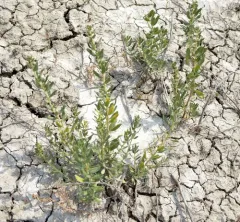 poverty weed thumbnail 2