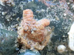 Wrinkled Tunicate thumbnail 2