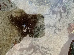 Ahnfeltia fastigiata thumbnail 2