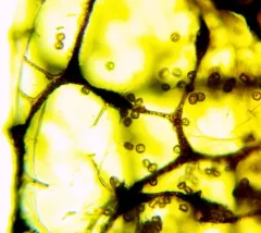 Cribraria argillacea thumbnail 4
