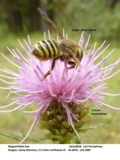 Timberlake's Resin-Leafcutter thumbnail 1