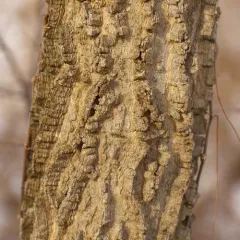 common hackberry thumbnail 3