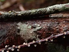 Corticium minnsiae thumbnail 1