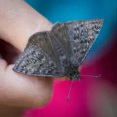 Propertius Duskywing thumbnail 2