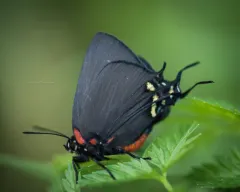 Great Purple Hairstreak thumbnail 3