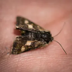 Small Heliothodes Moth thumbnail 1