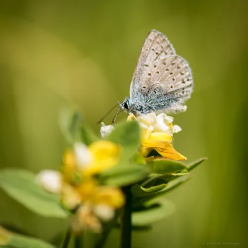 Greenish Blue