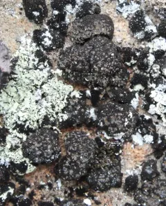 Blue-edged Scale Lichen thumbnail 3
