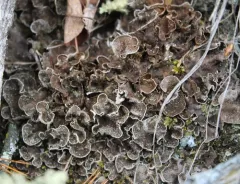 scaly pelt lichen thumbnail 3