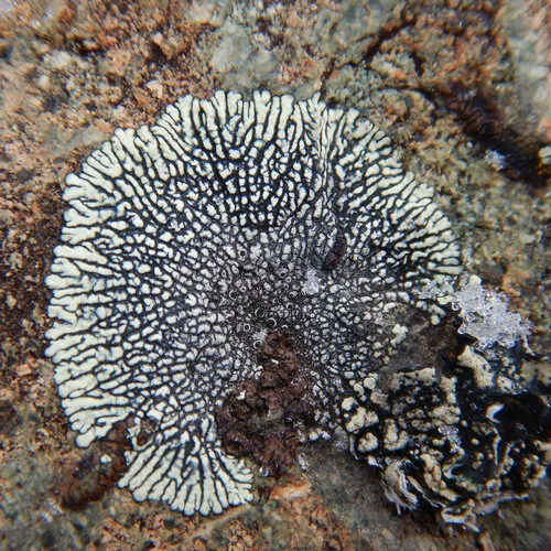 Golden Moonglow Lichen