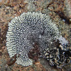 Golden Moonglow Lichen thumbnail 1
