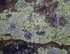 Crescent Map Lichen thumbnail 3