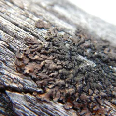 Heath Tube Lichen thumbnail 2