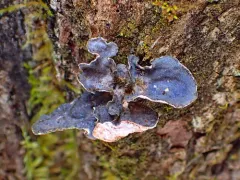 Gray Lung Lichen thumbnail 2
