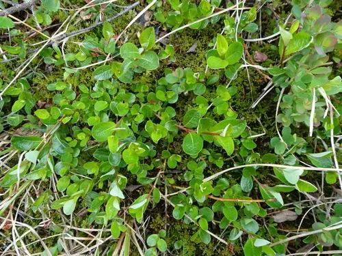 Alaska Bog Willow