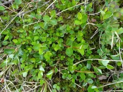 Alaska Bog Willow thumbnail 1