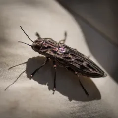 Western Sculptured Pine Borer thumbnail 2