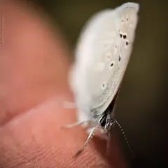 Boisduval's Blue thumbnail 3