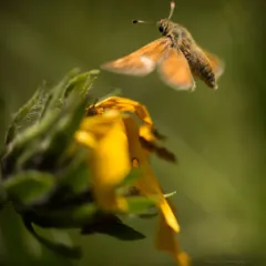 Juba Skipper thumbnail 2