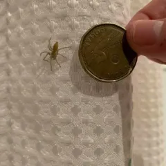 Northern Yellow Sac Spider thumbnail 2