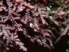 Frullania californica thumbnail 1