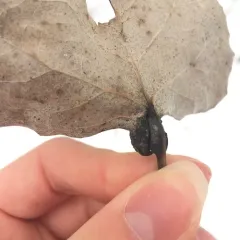 Poplar Leaf-base Gall thumbnail 2