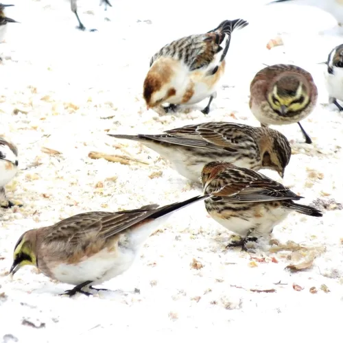 Lapland Longspur
