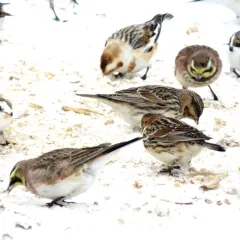 Lapland Longspur thumbnail 1