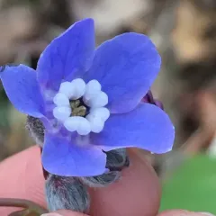 Pacific hound's tongue thumbnail 2