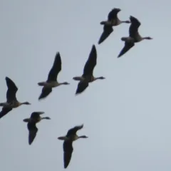 Greater White-fronted Goose thumbnail 3