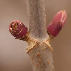red-berried elder thumbnail 4