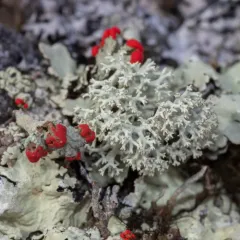 Green Reindeer Lichen thumbnail 1