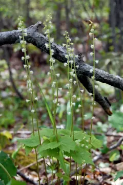 twoleaf miterwort thumbnail 2
