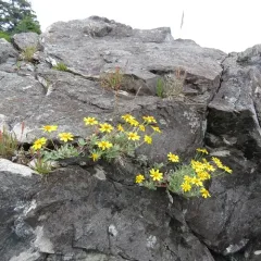 common woolly sunflower thumbnail 4