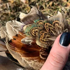 Ring-necked Pheasant thumbnail 3