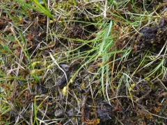 Sea Sedge thumbnail 2