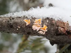 Lachnellula agassizii thumbnail 2