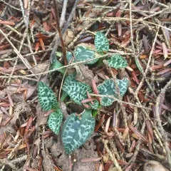 lesser rattlesnake plantain thumbnail 3