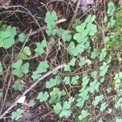 mountain woodsorrel thumbnail 2