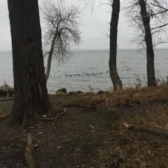 American Coot thumbnail 1