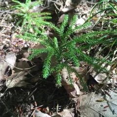 prickly tree-clubmoss thumbnail 2