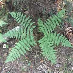 intermediate wood fern thumbnail 3