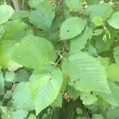 grey alder thumbnail 4
