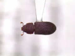 Synchita fuliginosa thumbnail 2