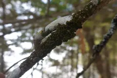 Inflated Scalewort thumbnail 3