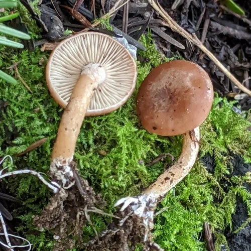 Rhizocybe vermicularis